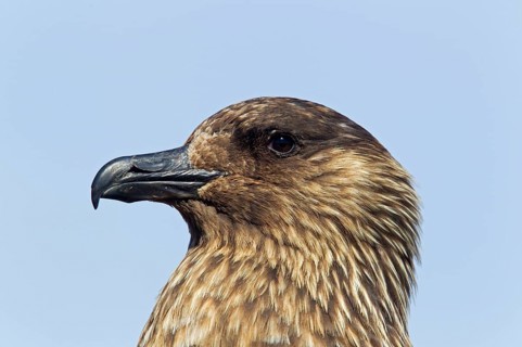 Great Skua