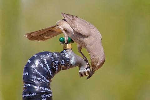 Curve-billed Thrasher
