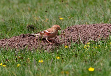 Mongolian Finch