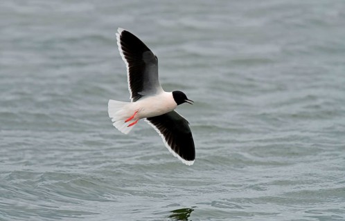 Little Gull