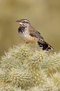 Cactus Wren