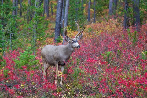 Mule Deer