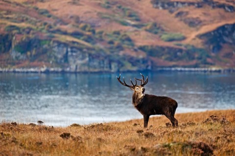 Red deer