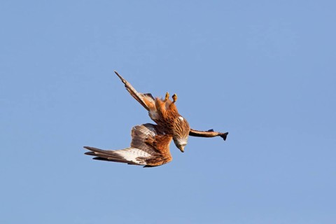 Red Kite