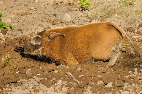 Red red river hog