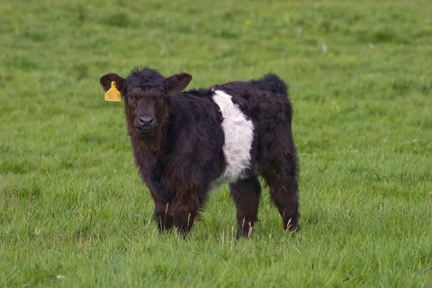 Domestic cattle