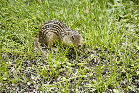 Adult thirteen-toed thirteen-lined ground squirrel