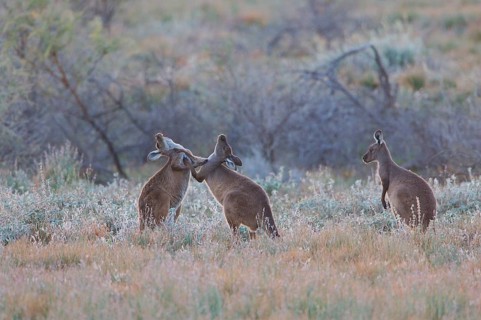 Western Grey Giant Kangaroo