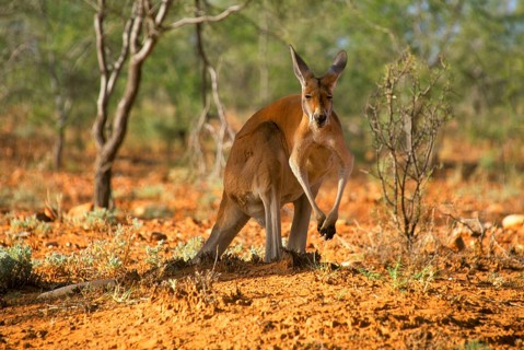 Red kangaroo
