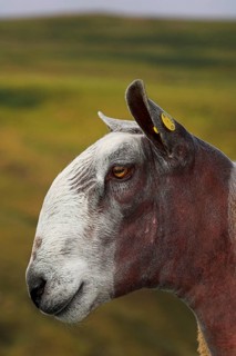 Domestic Sheep