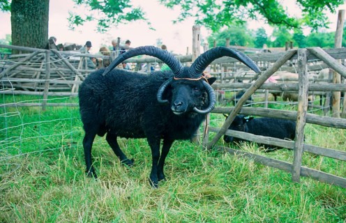Hebrew sheep