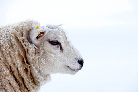 Domestic Sheep