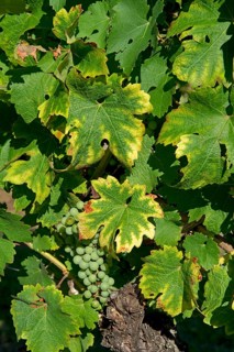 Symptoms of magnesium deficiency on vines in fruit in the Gironde