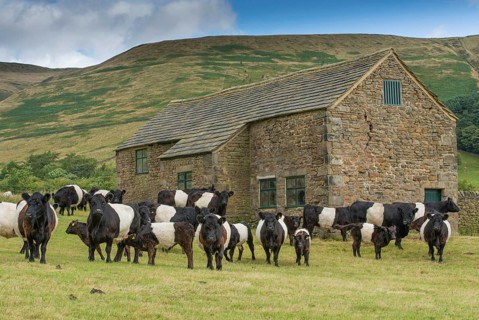 Domestic cattle