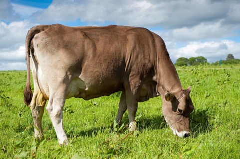 Domestic cattle