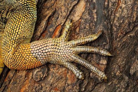Green iguana