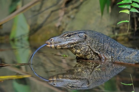 Water monitor