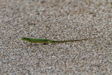 Balkan green lizards