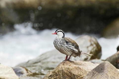 Columbian Torrent Duck