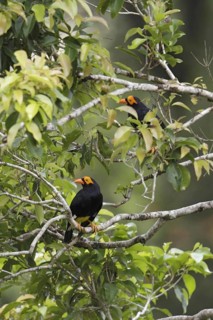 Long-tailed Myna