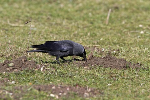 Jackdaw probing food in soil disturbed by moles