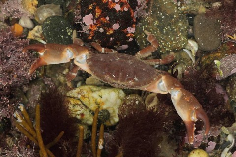 Xantho incisus