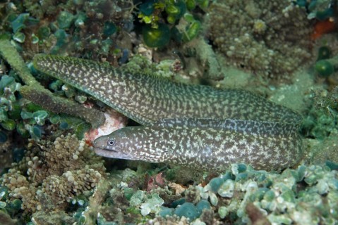 Reticulated moray
