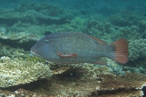 Big-headed snapper