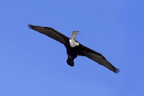 White-breasted Cormorant