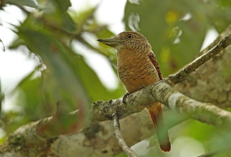 Barred Puffbird