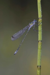 Emerald Damselfly
