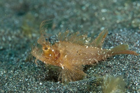 Ambon scorpionfishes