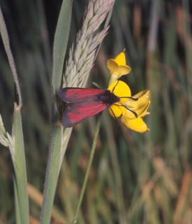 Transparent burnet