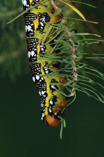 Adult larva of the spurge hawk-moth