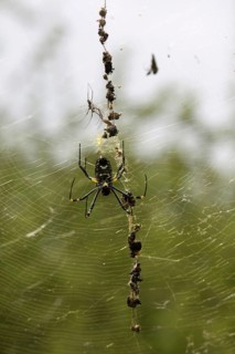 Silk spider