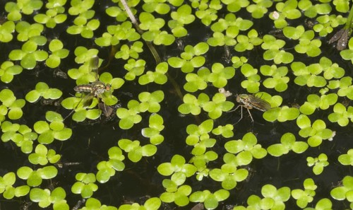Glittering Green Fly