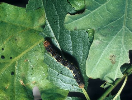 Large Frost Moth