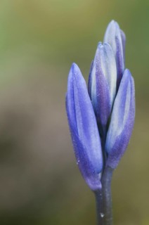 Endymion hyacinth