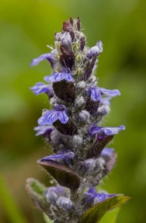 Common Bugle