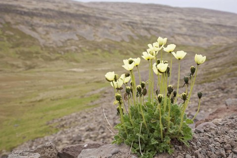 Flowering arctic poppy