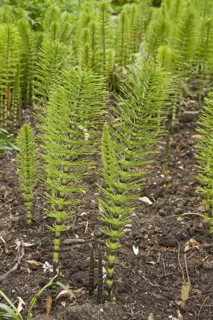 Great horsetail