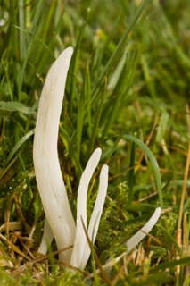White Spindles