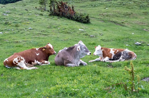 Cows