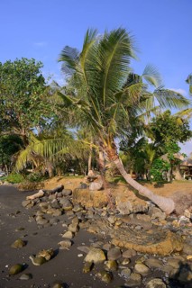 Coconut palms