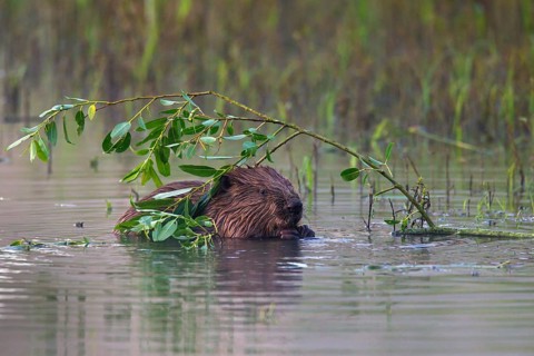 Eurasian beaver