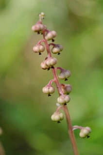 Wintergreen