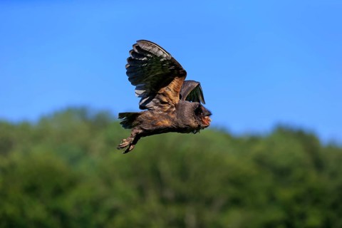 Sao Tome Barn Owl