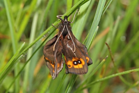 Round-Eyed Moor Fritillary