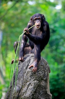Chimpanzee