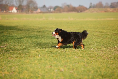 Bernese Mountain Dog